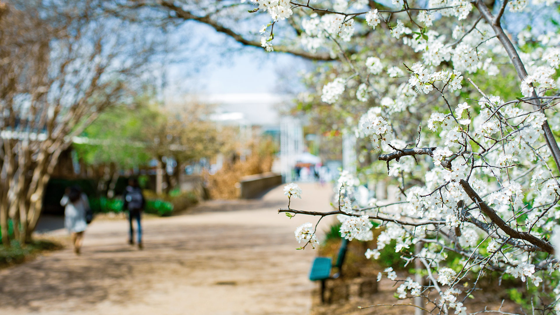 A close-up picture of a campus tree with white flowers.
