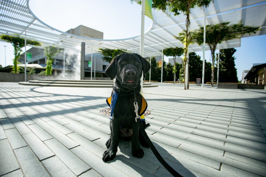 A service dog sits underneath the campus trellis.